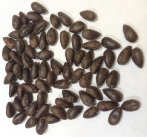 Cottonseed meal discount